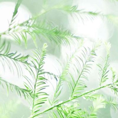 欧盟委员会委员东布罗夫斯基斯表示：我们已得到美方保证，美方打算遵守该贸易协定。